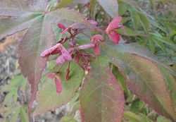 Acer palmatum 'Osakazuki' — photo 1